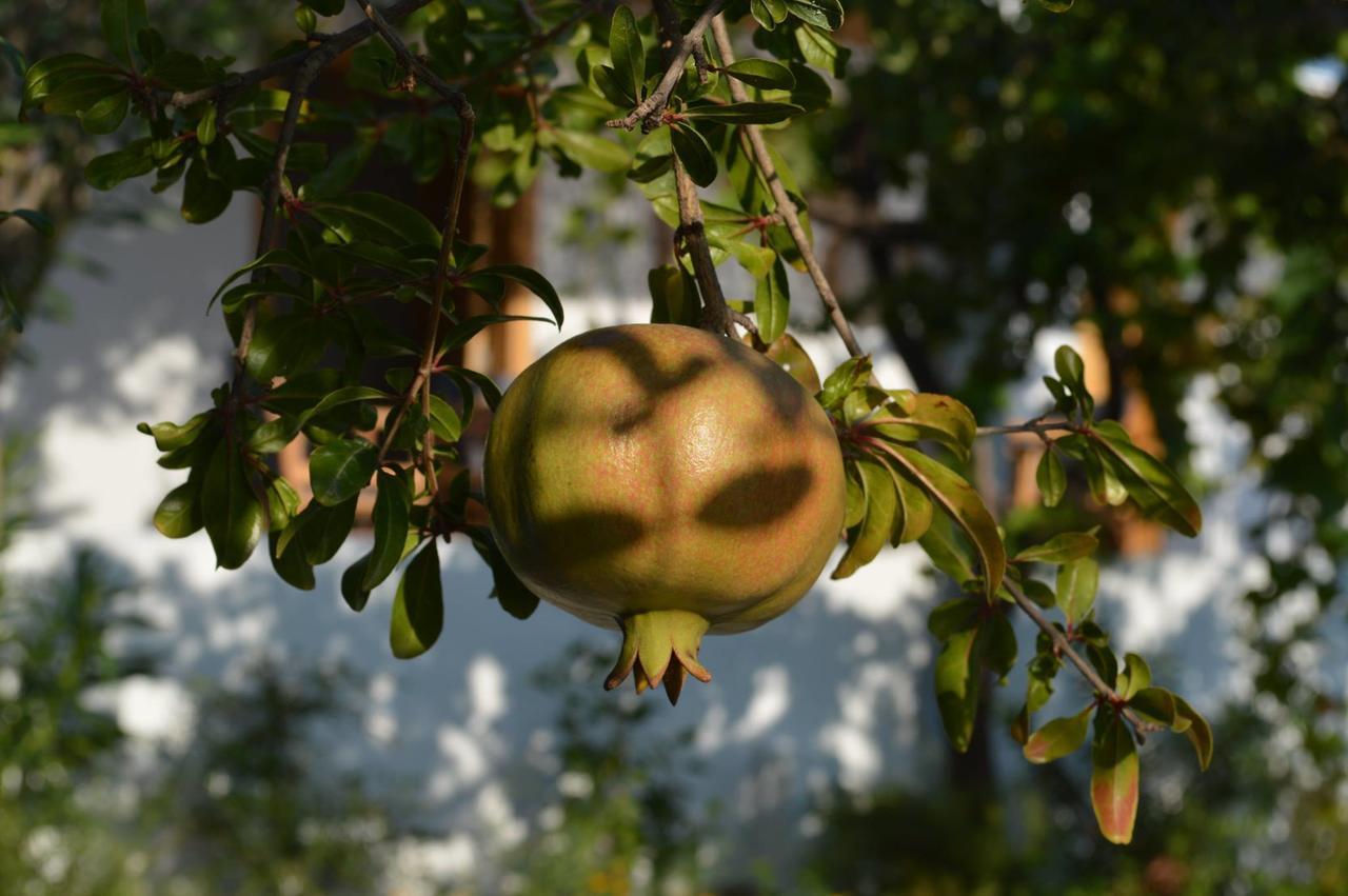 Ktima Natura 아크앤젤로스 객실 사진